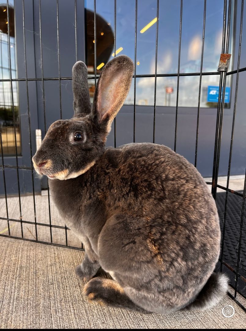 Enlarge Stormie (female) and Pepper (male), a Adoptable mixed breed in Cookeville, TN image 2/3