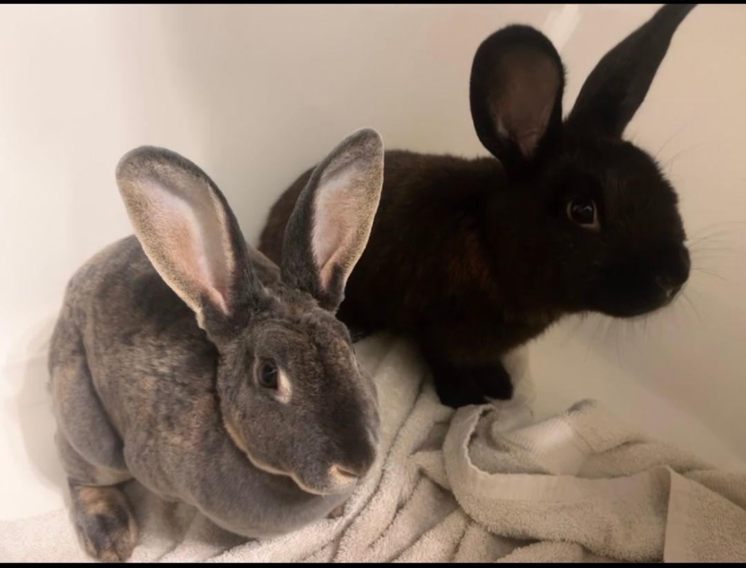 Stormie (female) and Pepper (male), Adoptable, Young Male Rex.