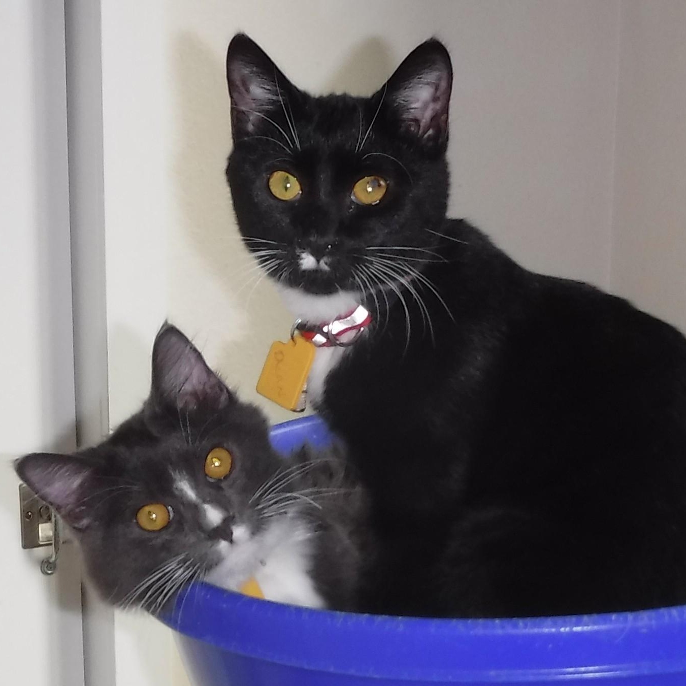 Enlarge LeRoy - Super Affectionate, a Adoptable Tuxedo in Hoquiam, WA image 6/6