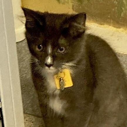 Enlarge LeRoy - Super Affectionate, a Adoptable Tuxedo in Hoquiam, WA image 3/6