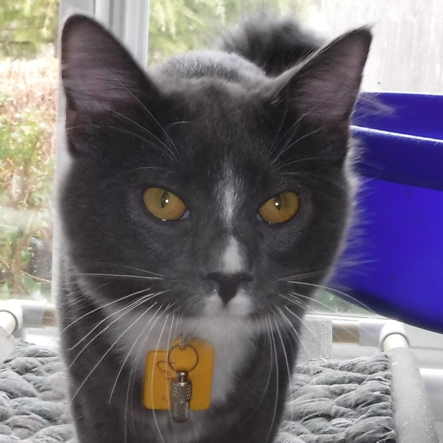LeRoy - Super Affectionate, Adoptable, Kitten Male Tuxedo.