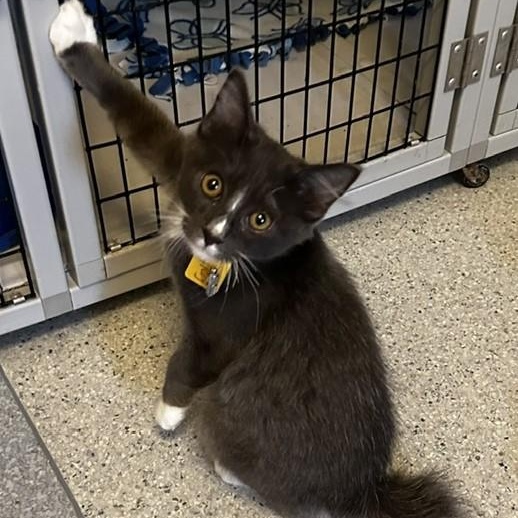 Enlarge LeRoy - Super Affectionate, a Adoptable Tuxedo in Hoquiam, WA image 2/6
