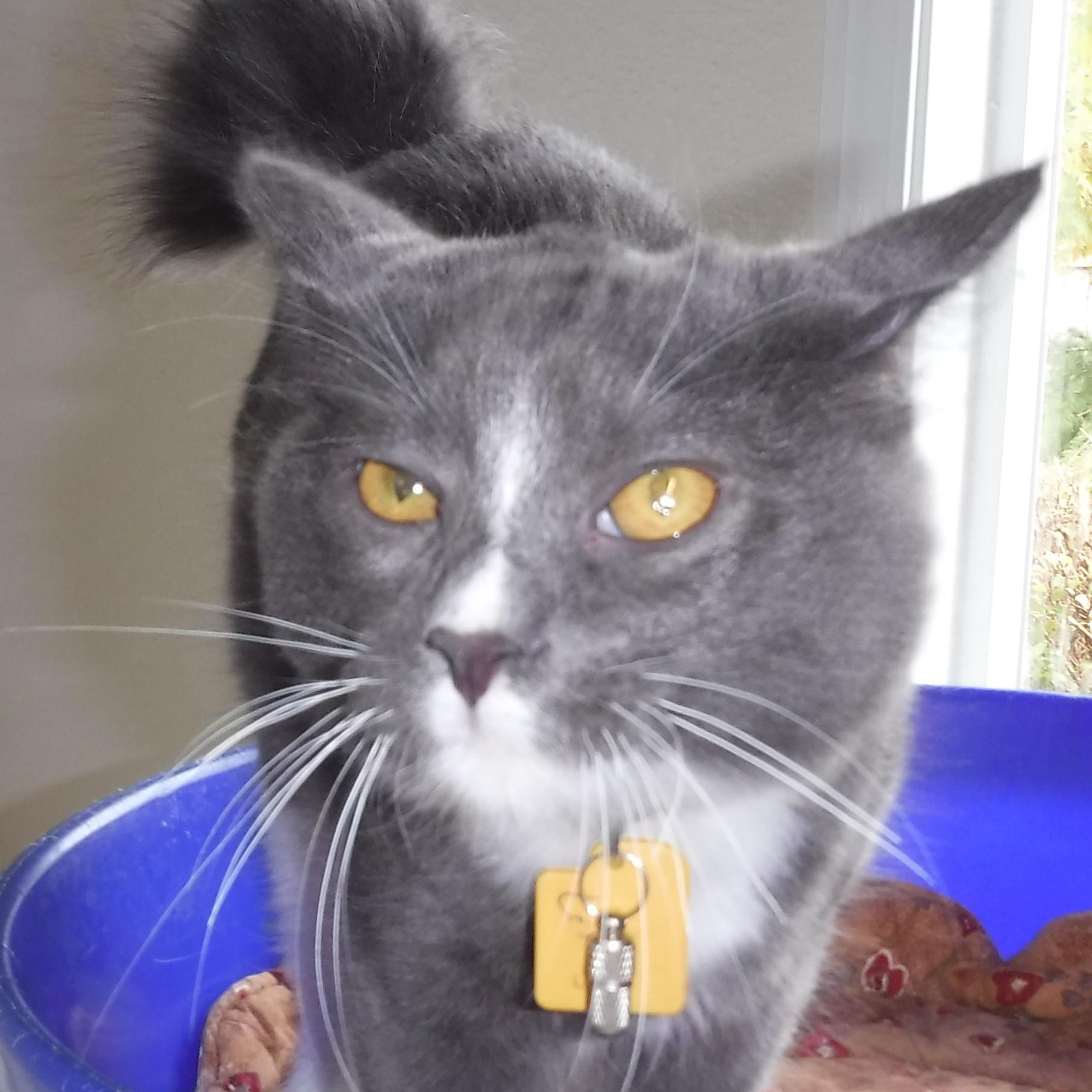 Enlarge LeRoy - Super Affectionate, a Adoptable Tuxedo in Hoquiam, WA image 5/6