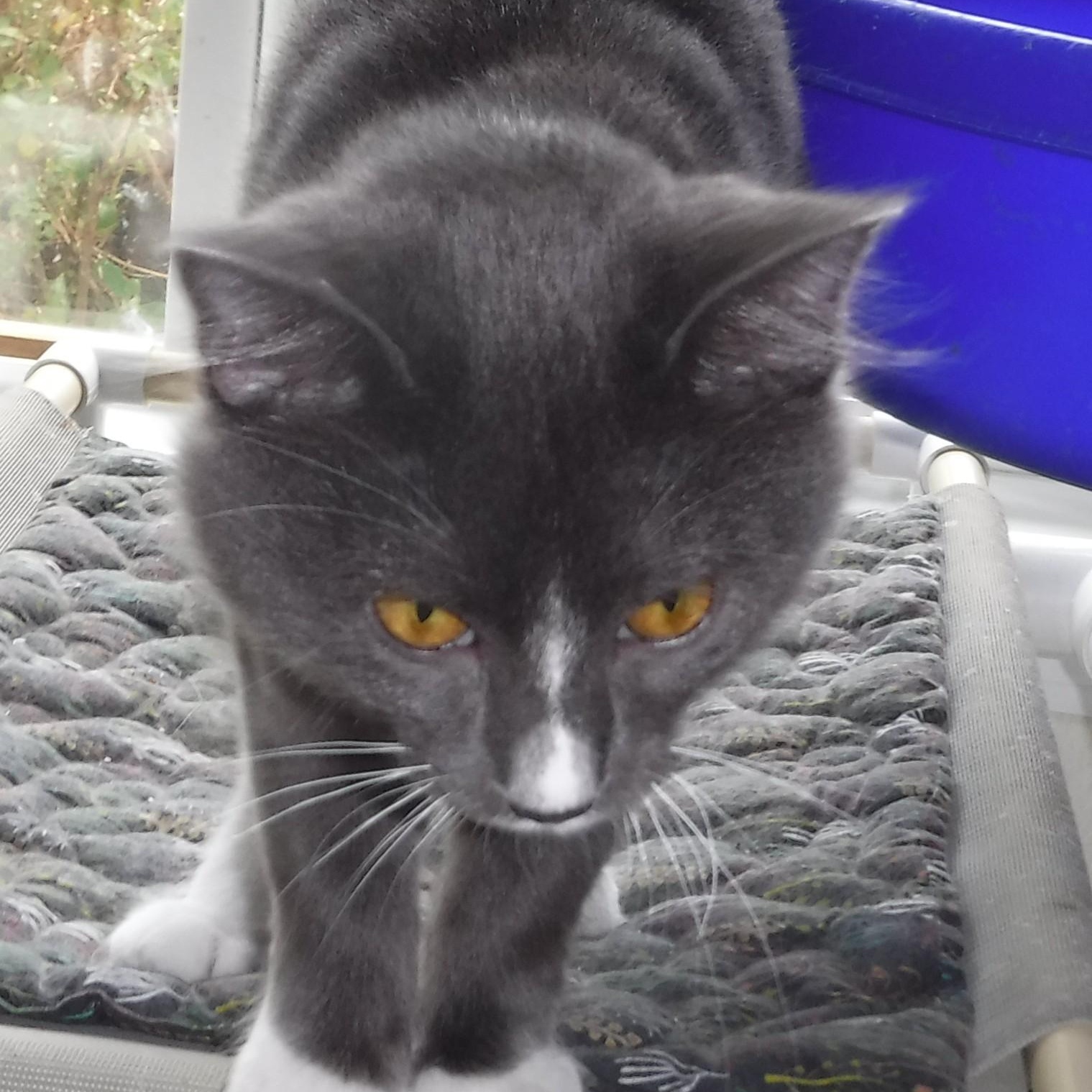 Enlarge LeRoy - Super Affectionate, a Adoptable Tuxedo in Hoquiam, WA image 4/6