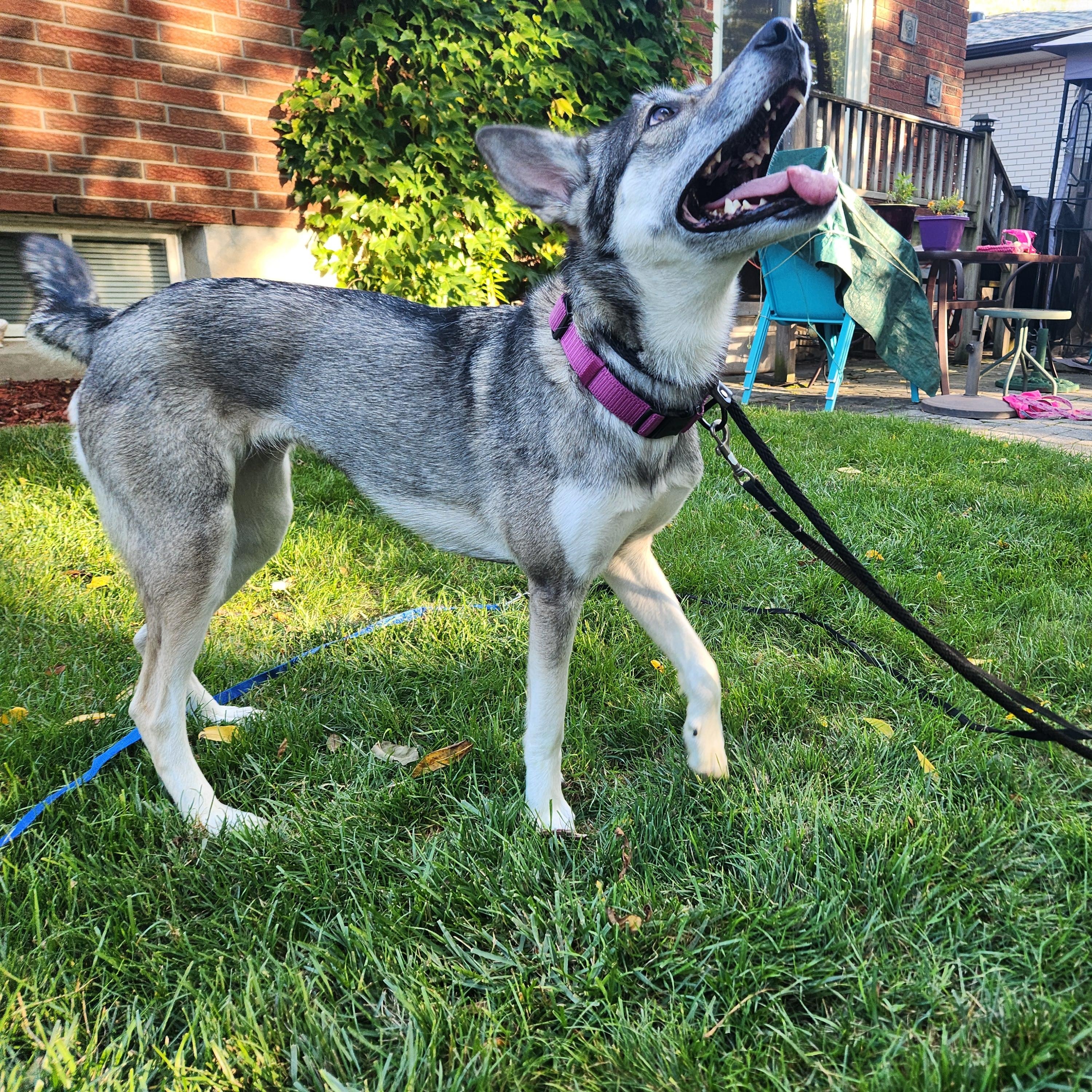 Ella, a Adoptable mixed breed in St. Catharines, ON image 4/4