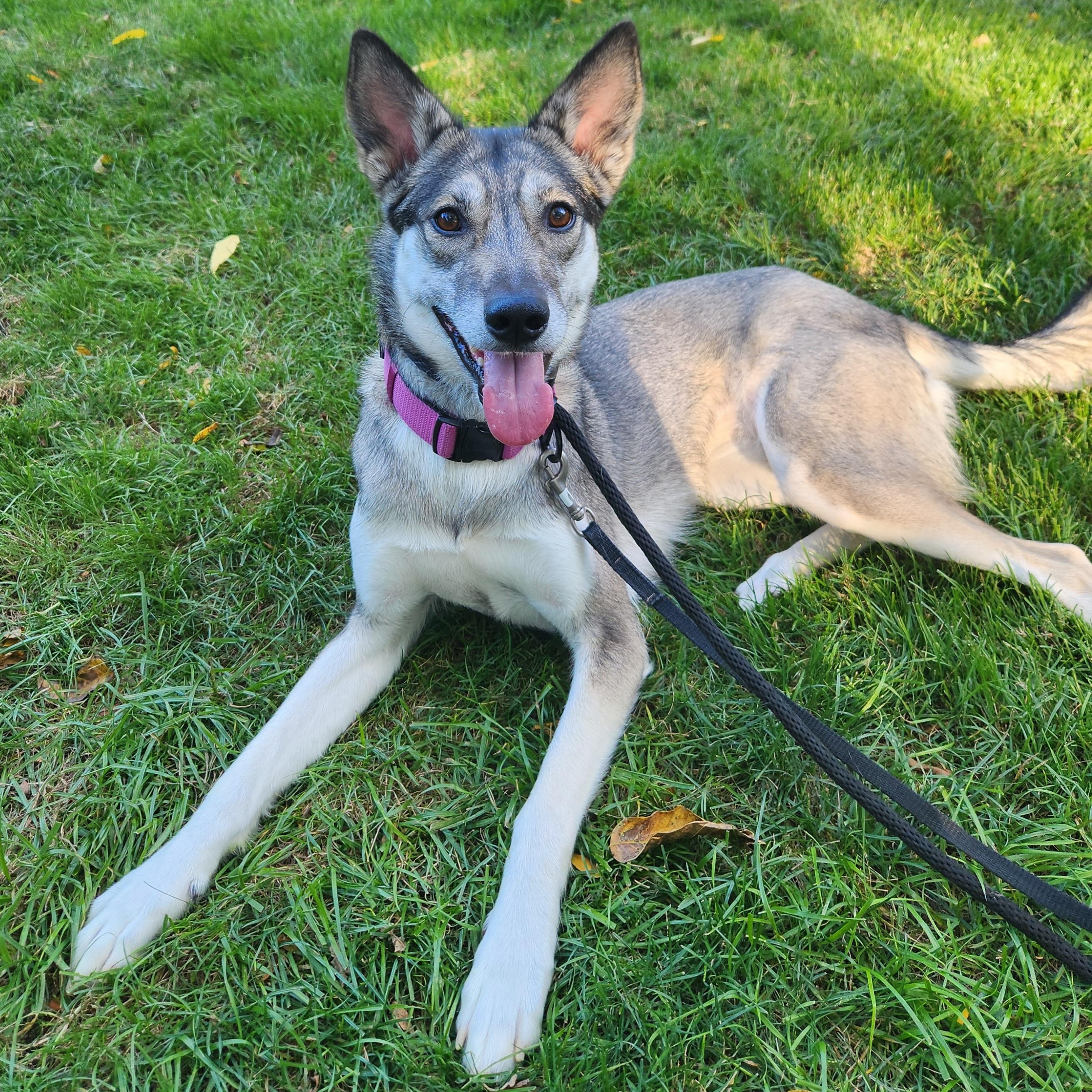 Ella, Adoptable, Adult Female Husky & German Shepherd Dog.