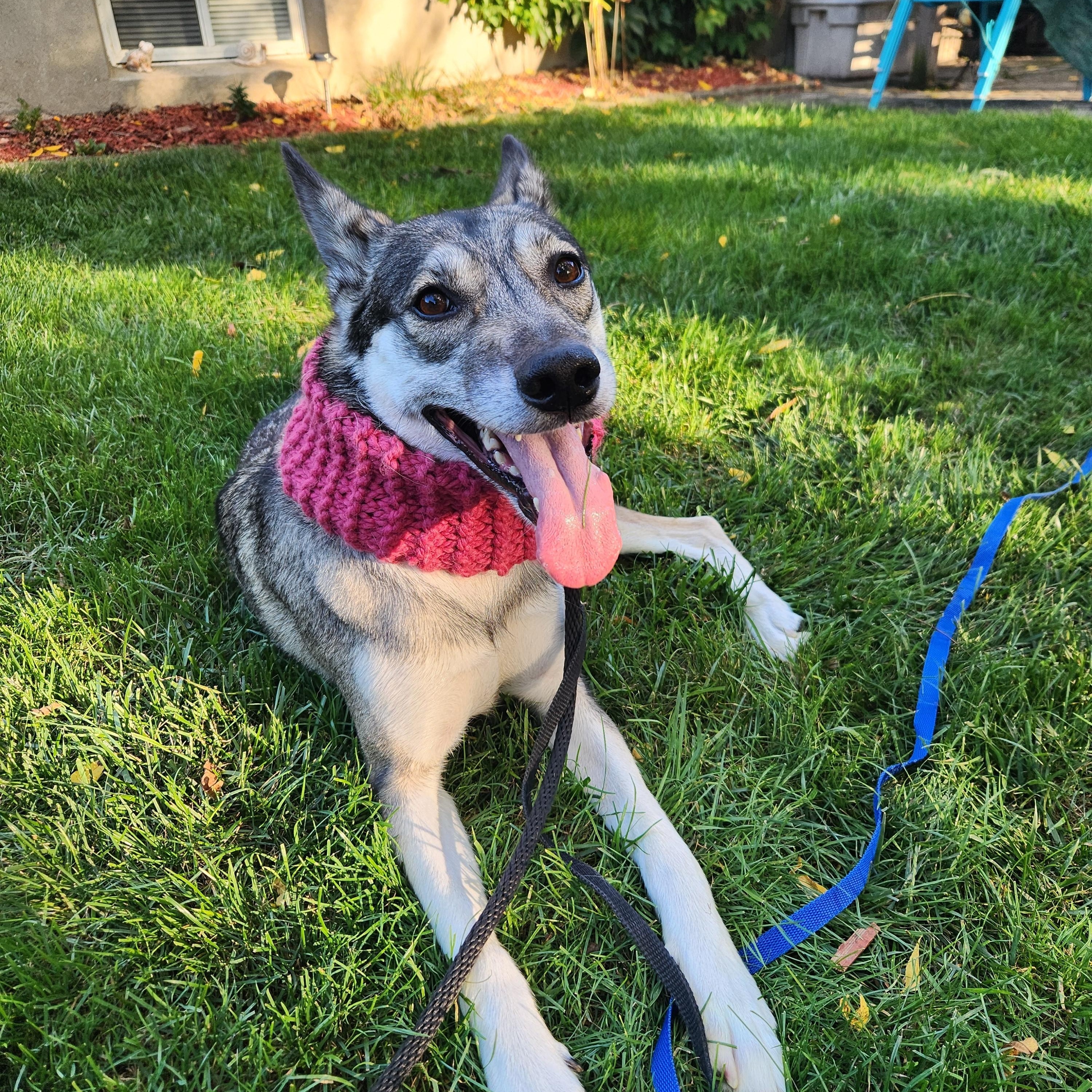 Ella, a Adoptable mixed breed in St. Catharines, ON image 2/4