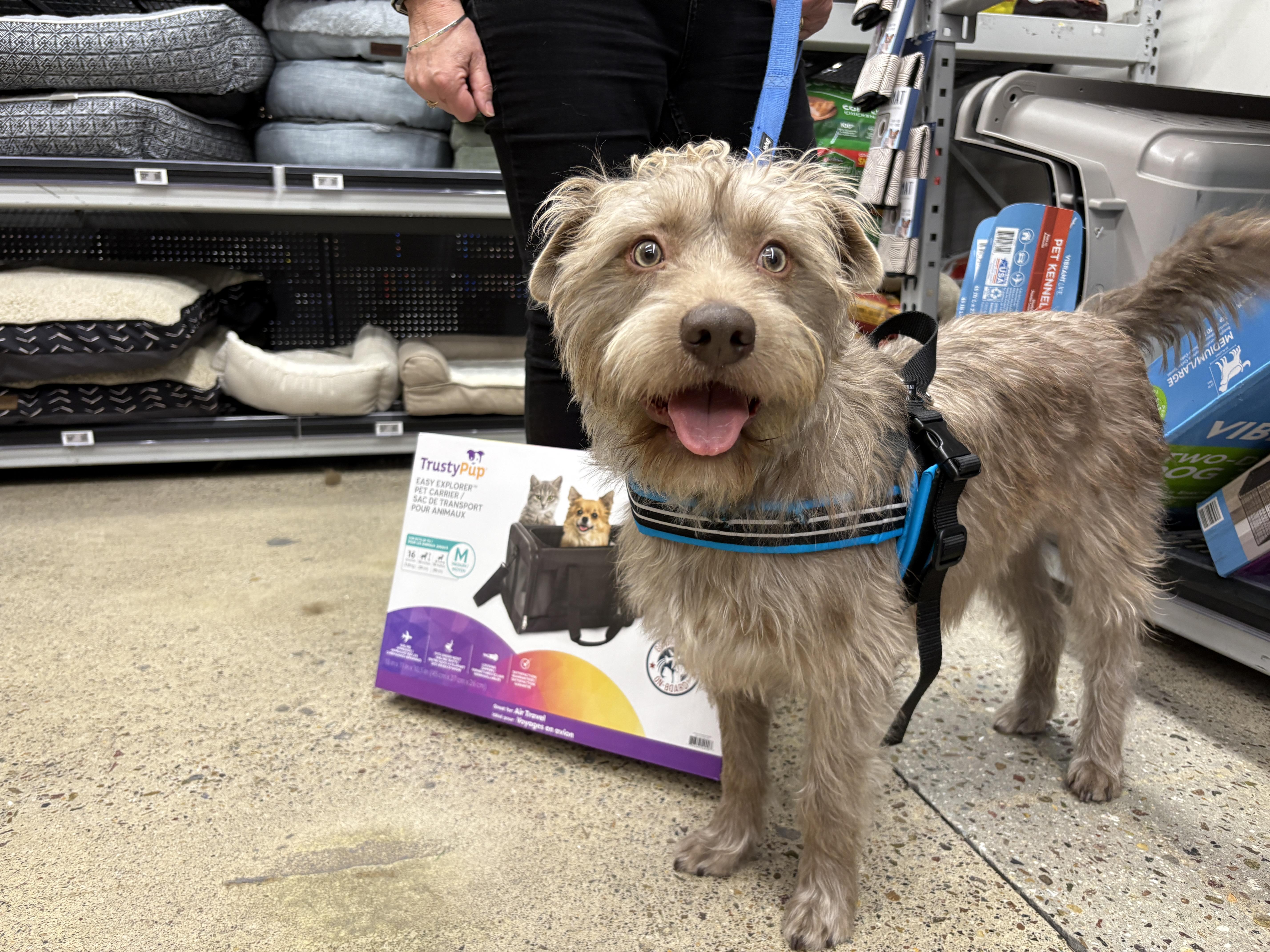 ADOPT YOUR NEW BEST FRIEND, DENNIS, ADOPTABLE, Young Male Mixed Breed.