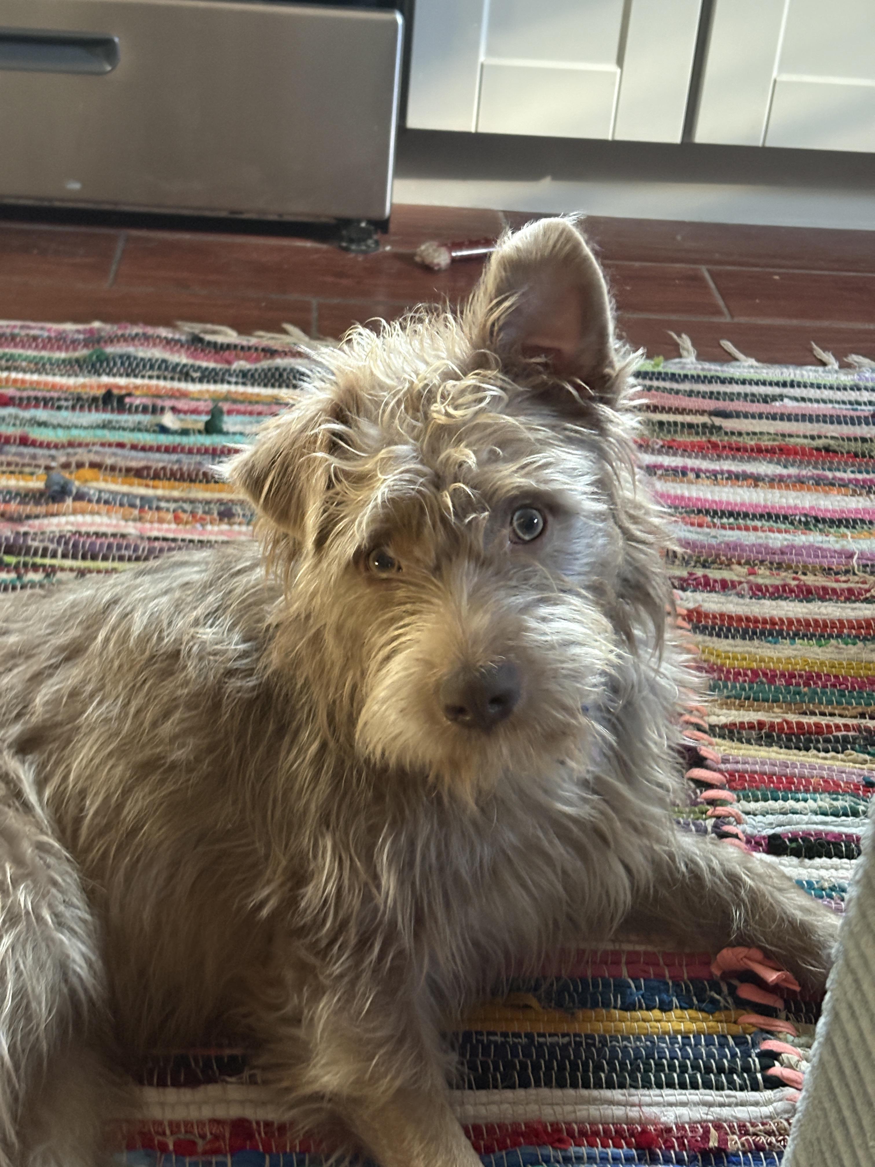 ADOPT YOUR NEW BEST FRIEND, DENNIS, a ADOPTABLE Mixed Breed in Pittsfield, MA image 4/4