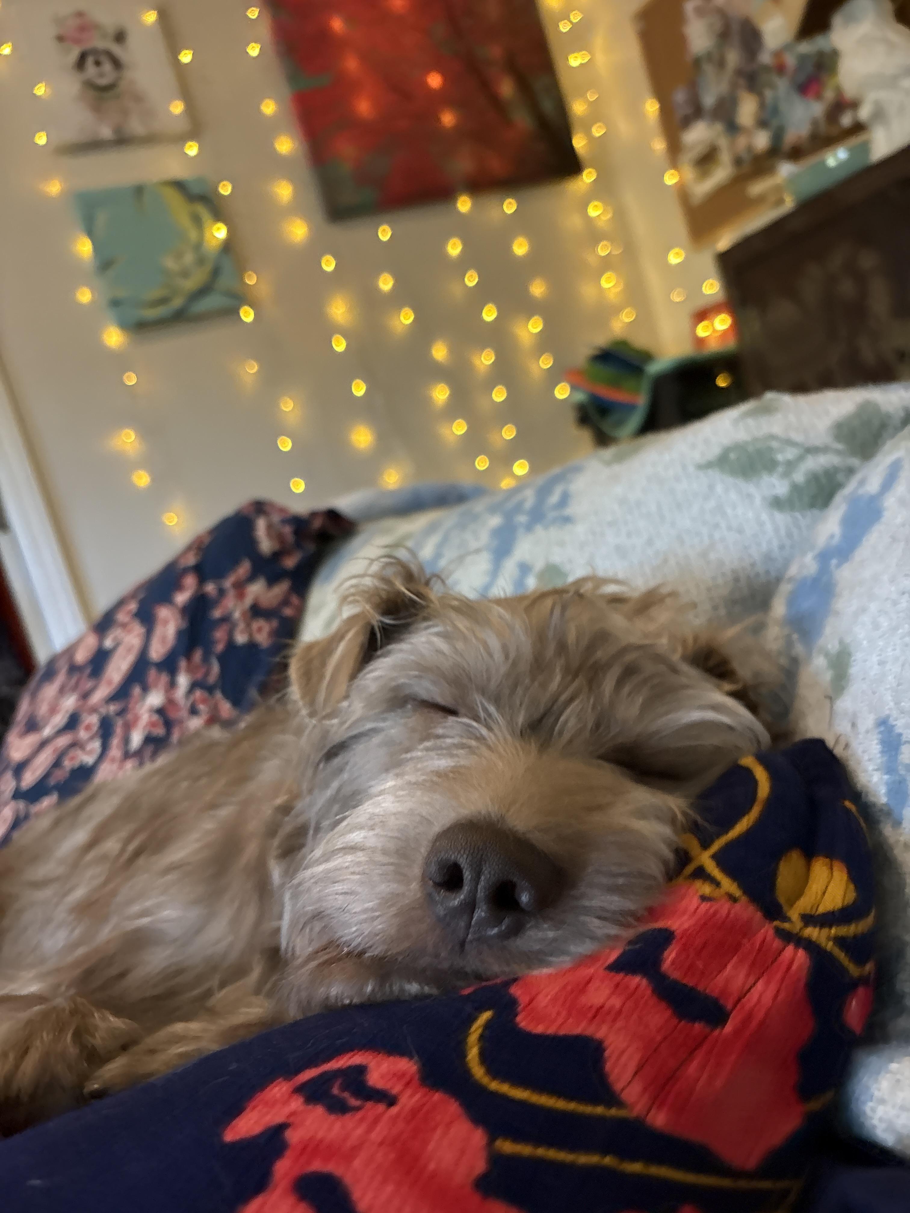 ADOPT YOUR NEW BEST FRIEND, DENNIS, a ADOPTABLE Mixed Breed in Pittsfield, MA image 3/4