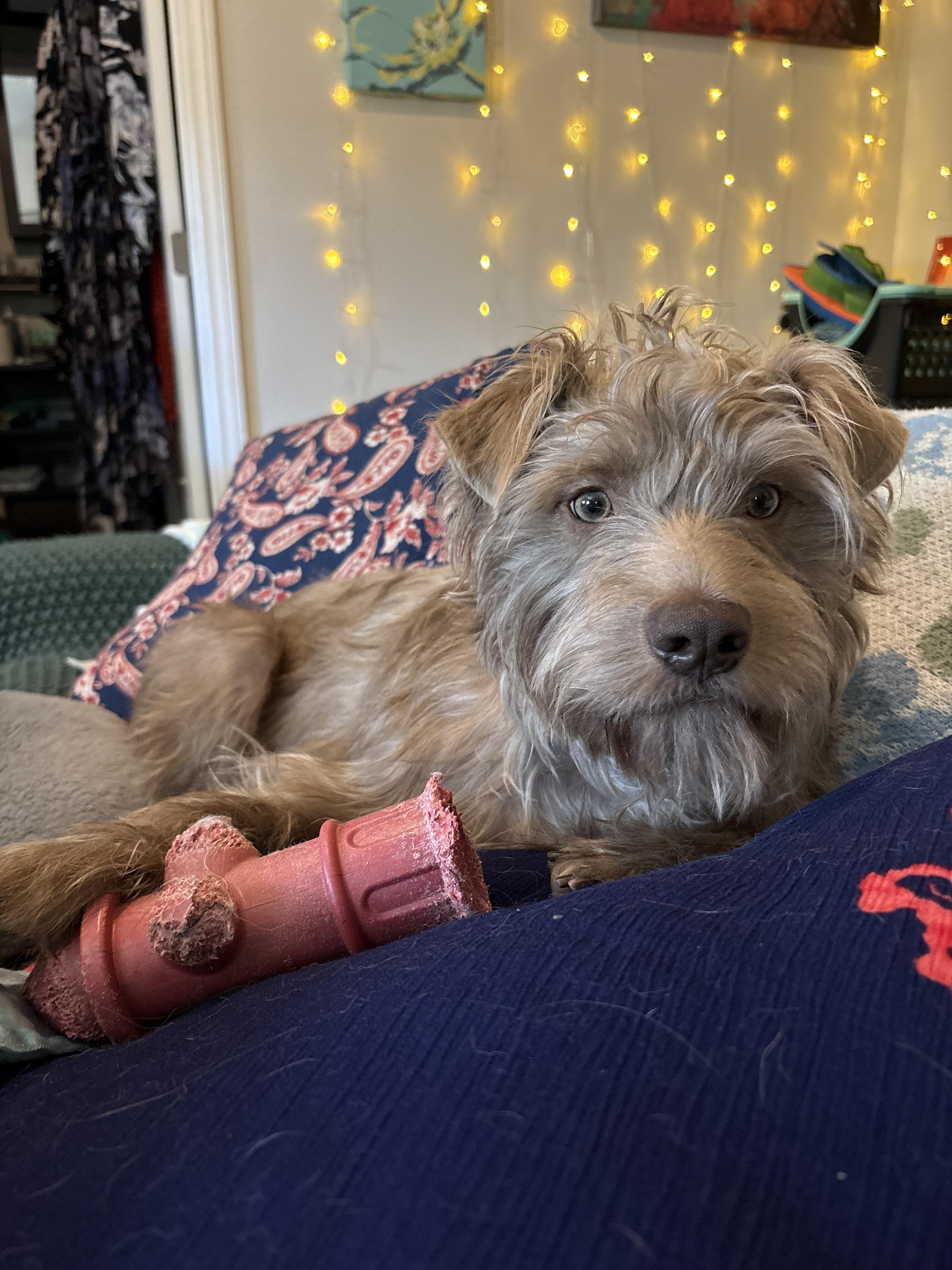 ADOPT YOUR NEW BEST FRIEND, DENNIS, a ADOPTABLE Mixed Breed in Pittsfield, MA image 2/4