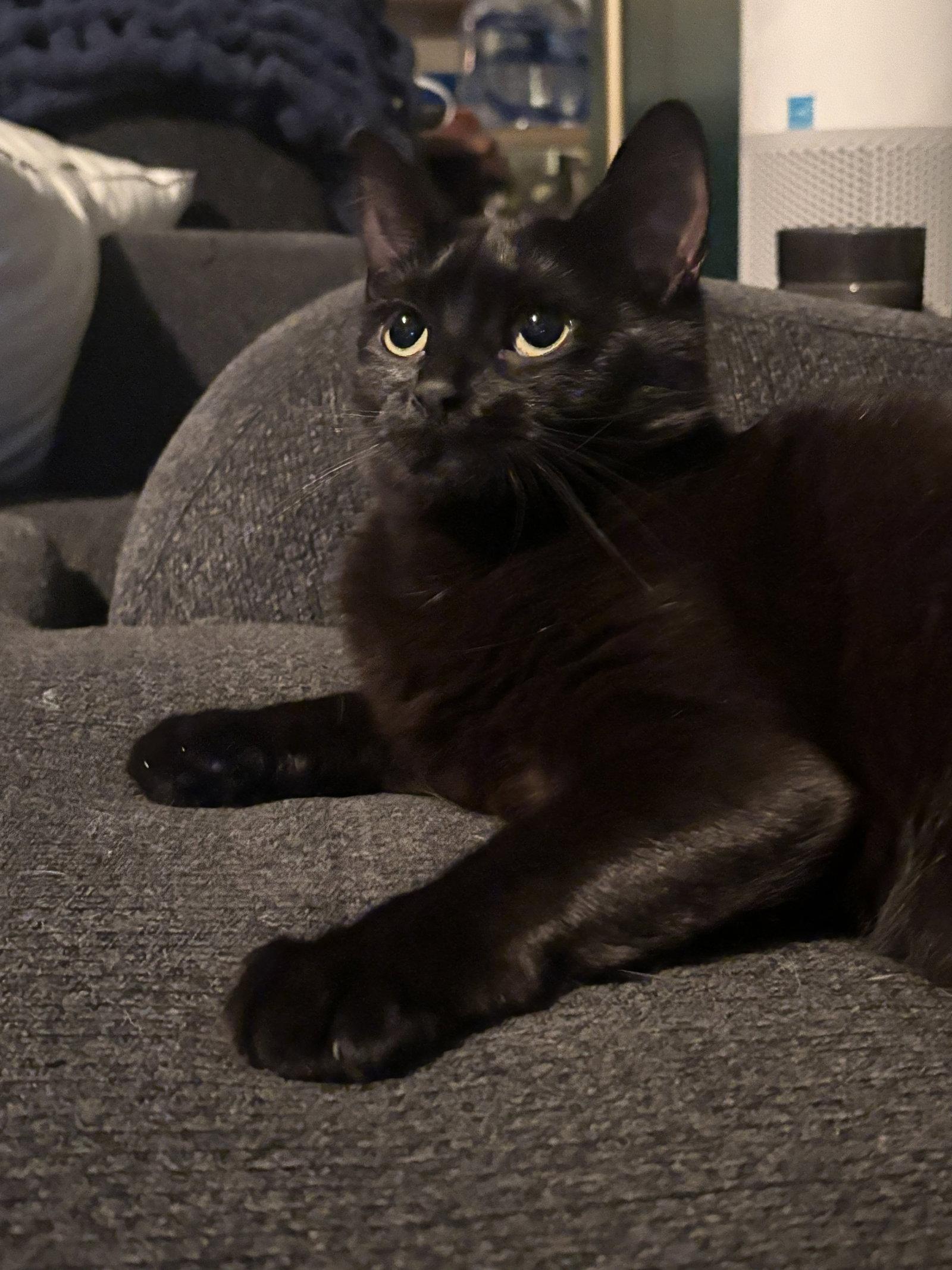 Enlarge Fern, a Adoptable Domestic Short Hair in Harrisburg, PA image 1/3