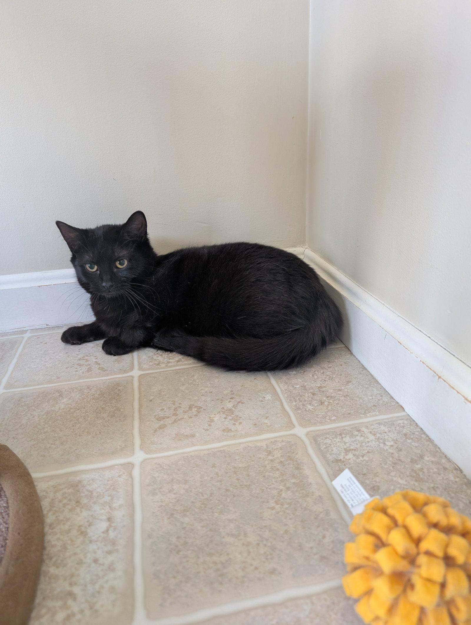 Enlarge Fern, a Adoptable Domestic Short Hair in Harrisburg, PA image 2/3