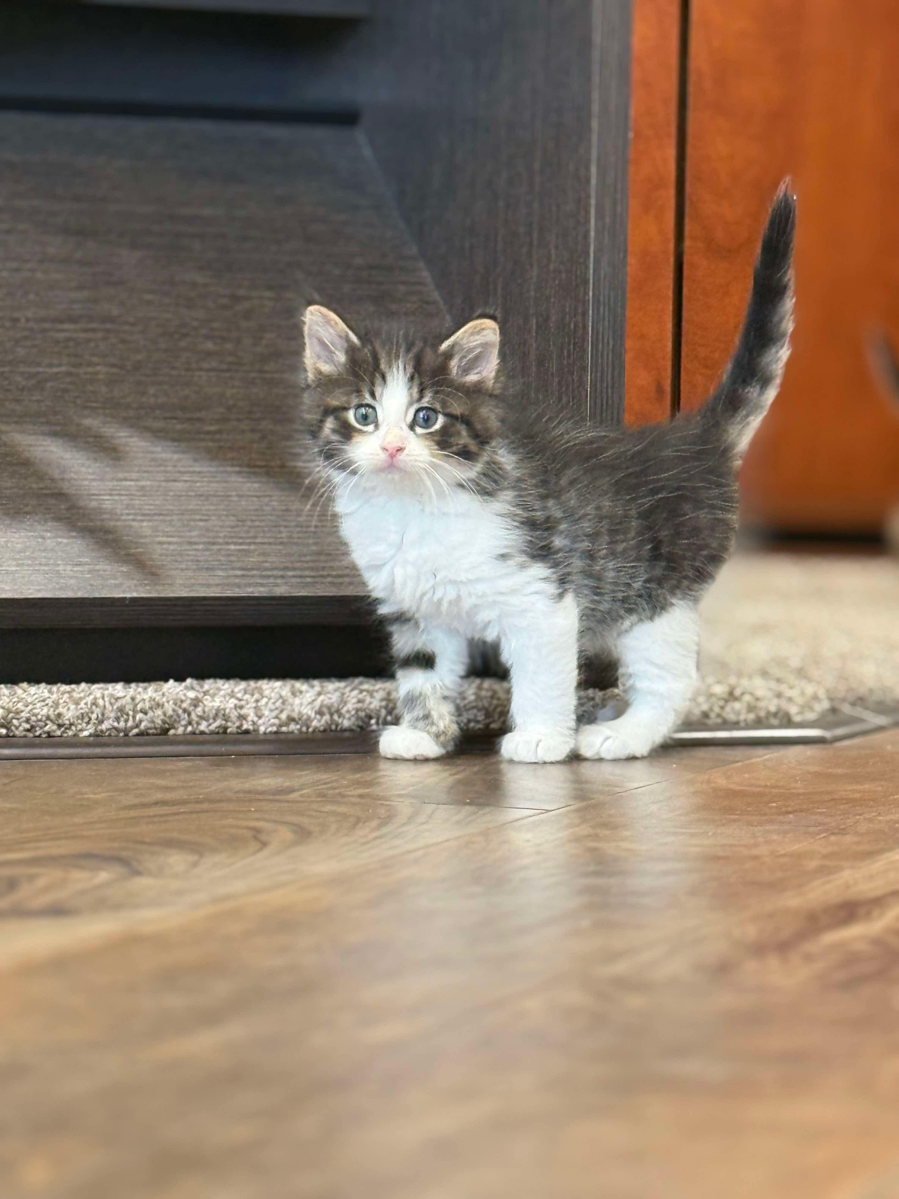 Enlarge Screech, a Adopted Domestic Short Hair in Port Washington, WI image 1/1