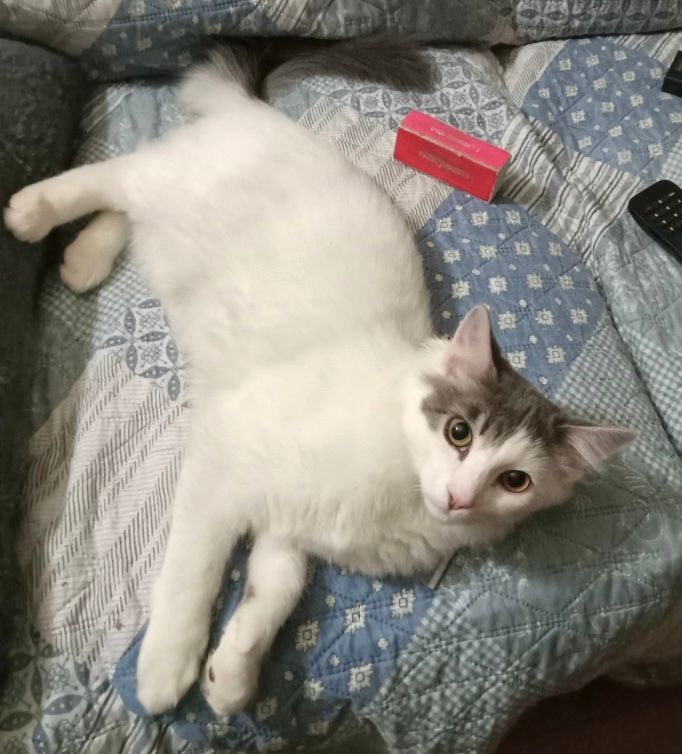 Vincenzo, Adopted, Young Male Domestic Medium Hair.