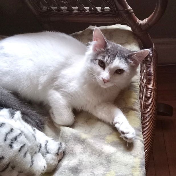 Enlarge Vincenzo, a Adopted Domestic Medium Hair in Bronx, NY image 2/6