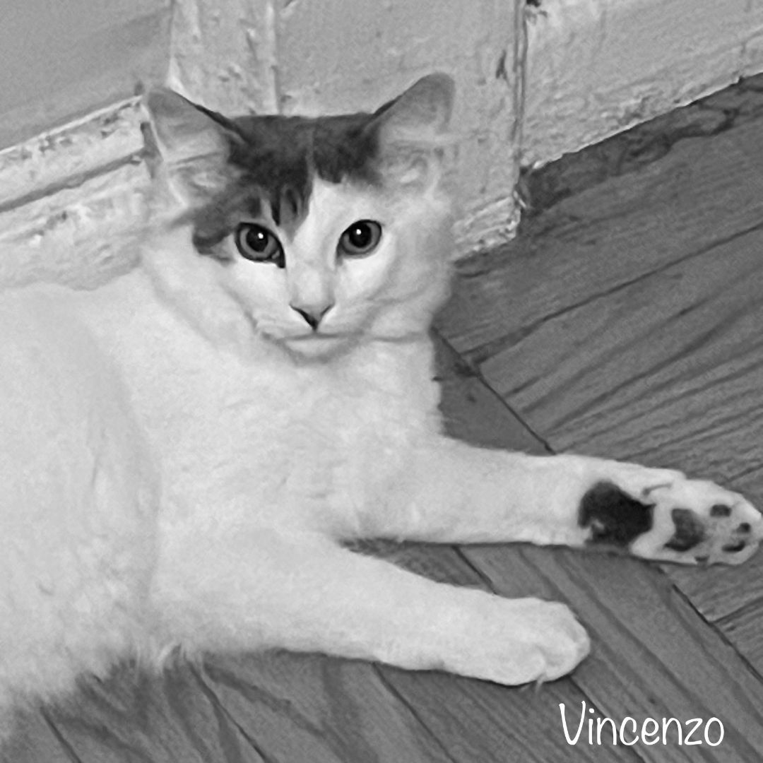 Enlarge Vincenzo, a Adopted Domestic Medium Hair in Bronx, NY image 3/6
