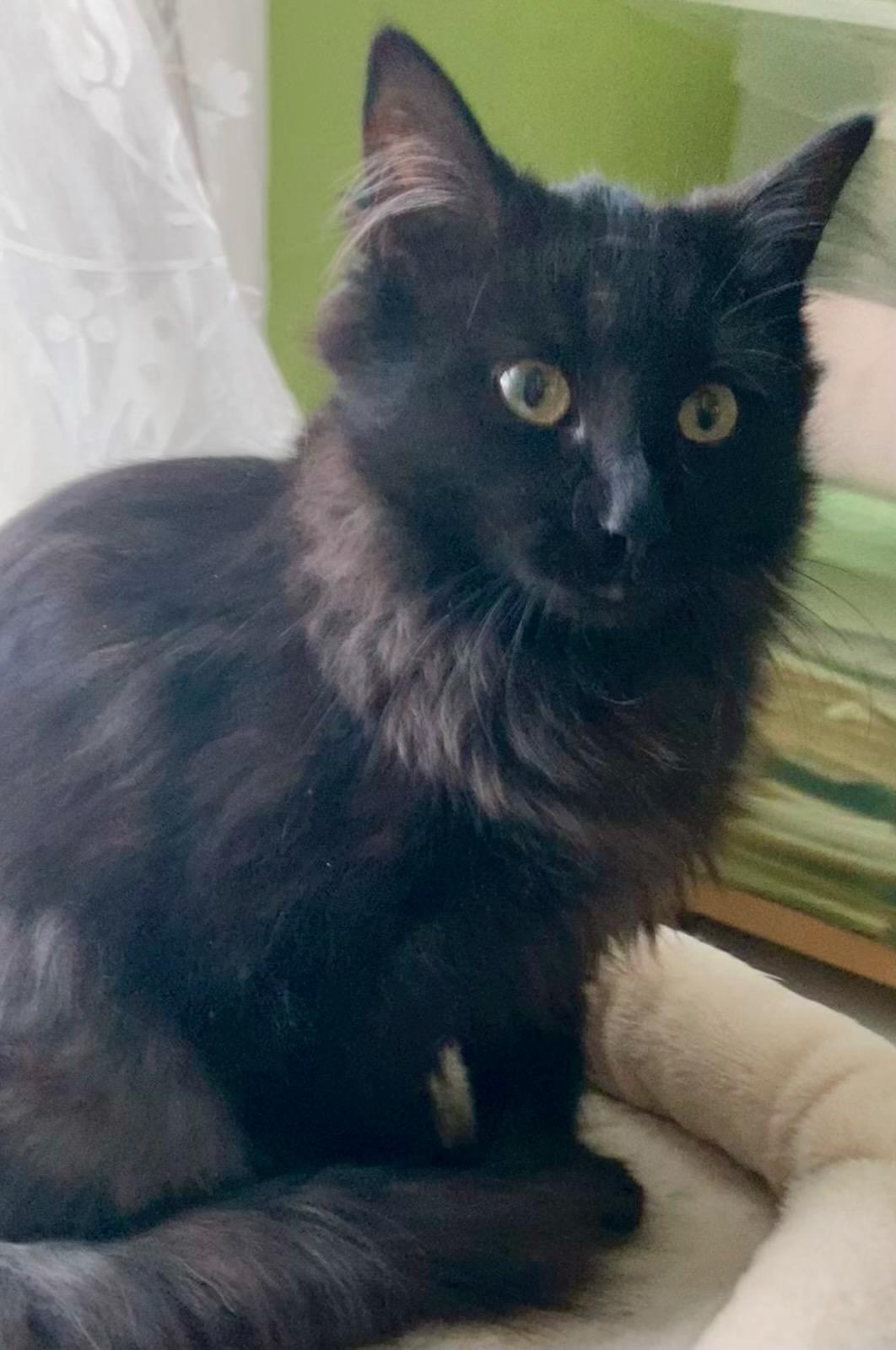 Enlarge Sofie, an adopted Domestic Medium Hair in Beltsville, MD image 6/6