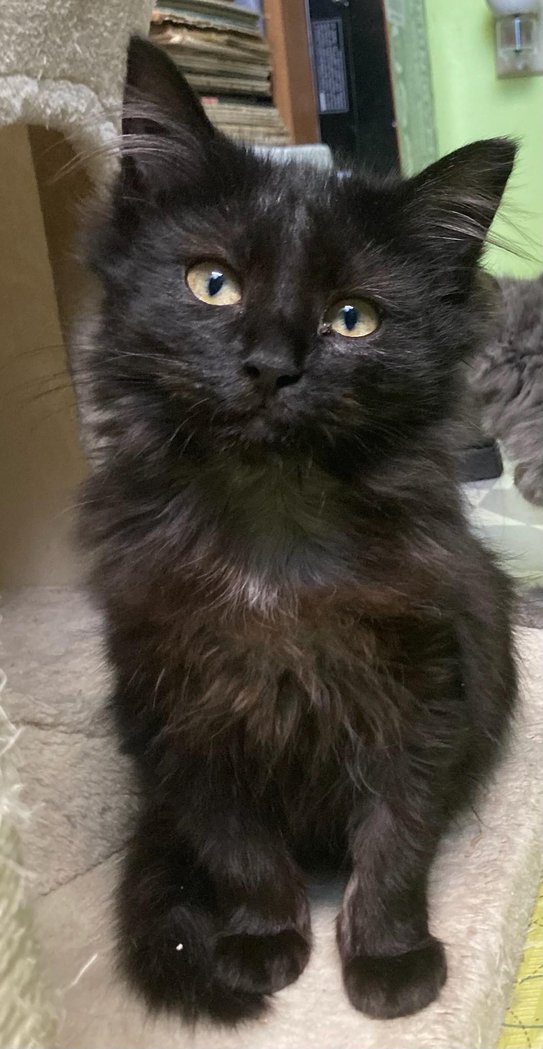 Sofie, adopted, Kitten Female Domestic Medium Hair.