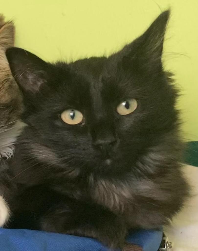 Enlarge Sofie, an adopted Domestic Medium Hair in Beltsville, MD image 5/6