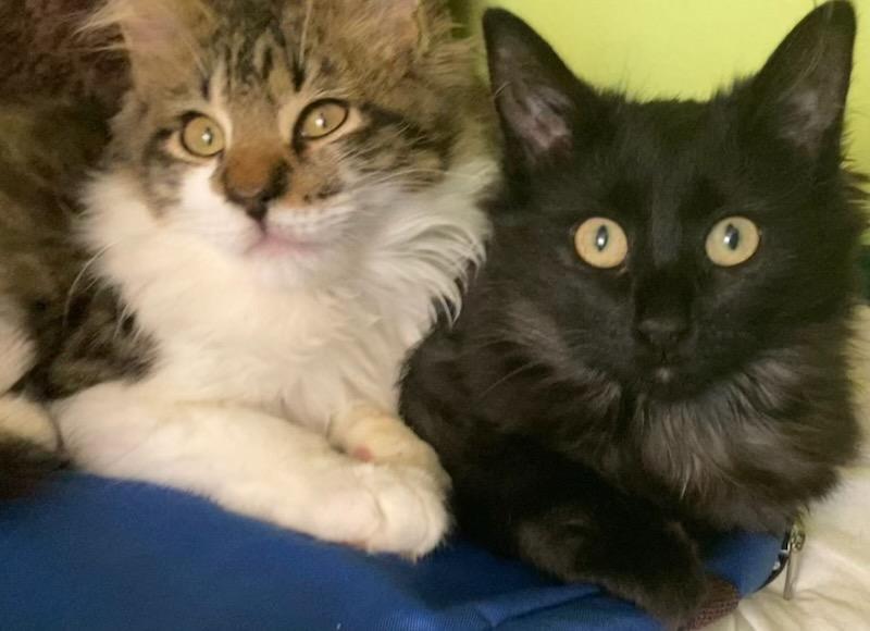 Enlarge Sofie, an adopted Domestic Medium Hair in Beltsville, MD image 4/6