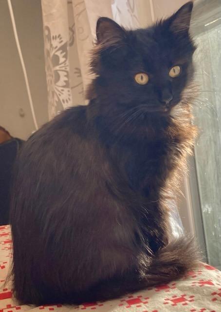 Enlarge Sofie, an adopted Domestic Medium Hair in Beltsville, MD image 3/6