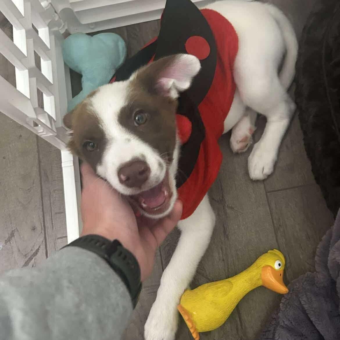 Enlarge Dezzy, an adopted mixed breed in Brantford, ON image 2/6