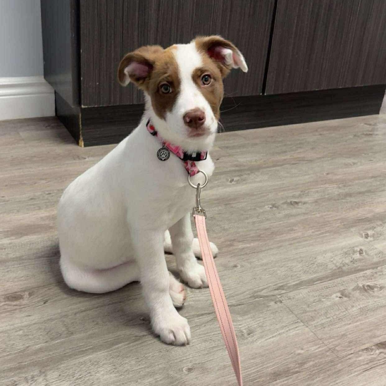 Enlarge Dezzy, an adopted mixed breed in Brantford, ON image 3/6