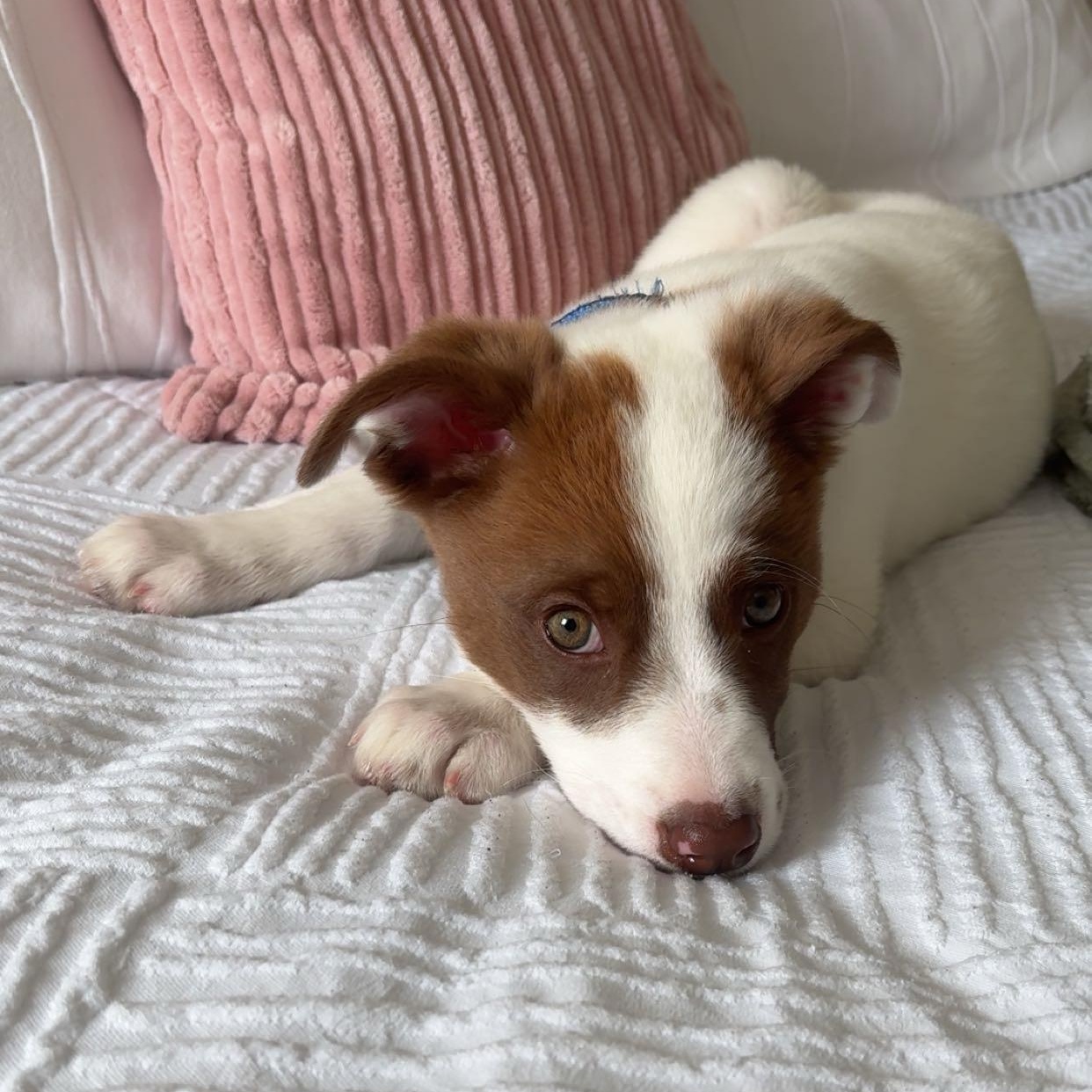 Enlarge Dezzy, an adopted mixed breed in Brantford, ON image 5/6