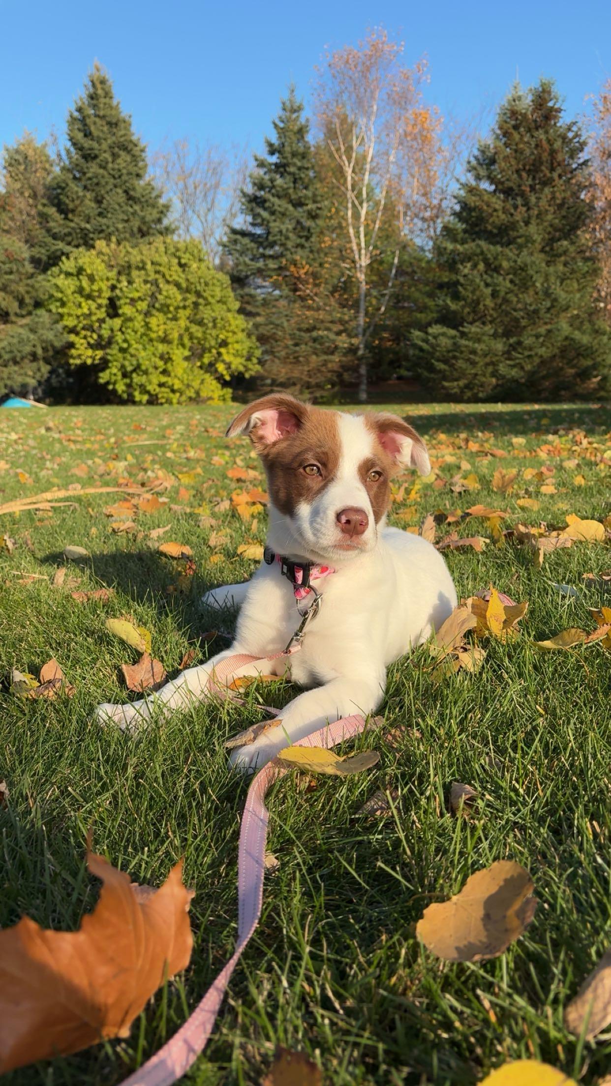Enlarge Dezzy, an adopted mixed breed in Brantford, ON image 6/6