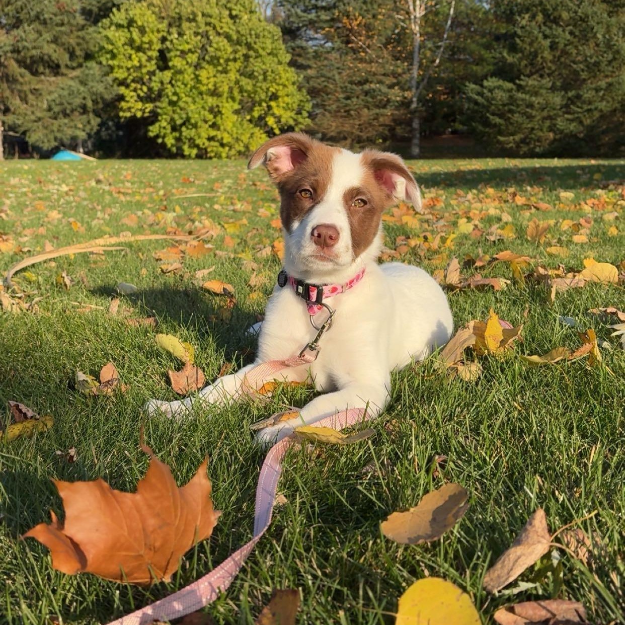 Enlarge Dezzy, an adopted mixed breed in Brantford, ON image 4/6