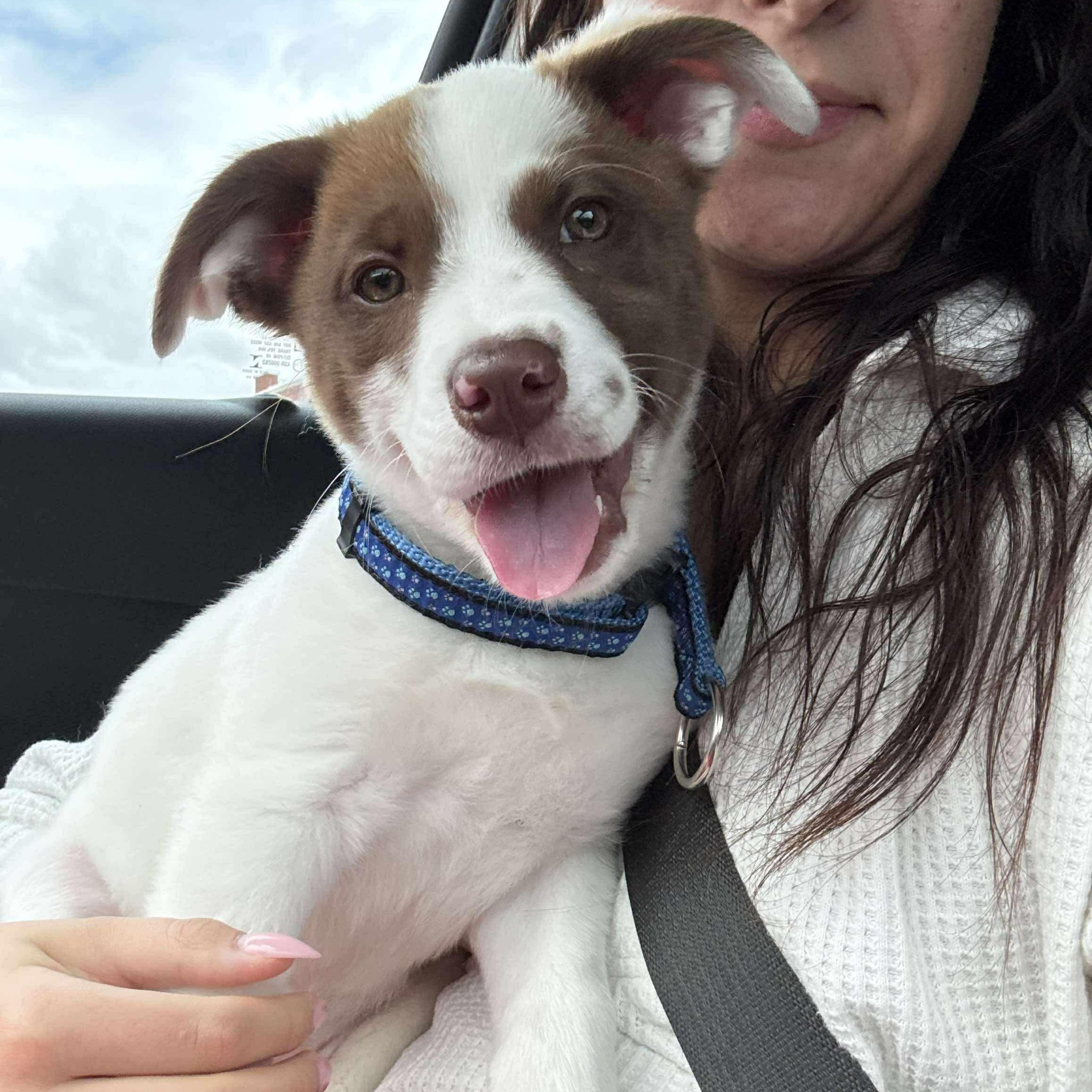 Dezzy, adopted, Puppy Female Spaniel & Labrador Retriever.