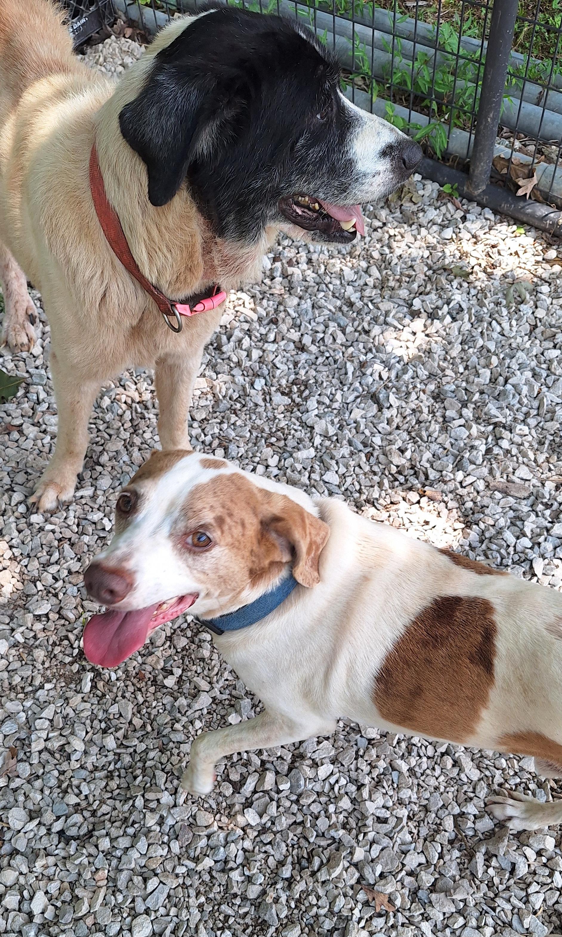 Rowdy, an adopted mixed breed in Stanton, KY image 4/6