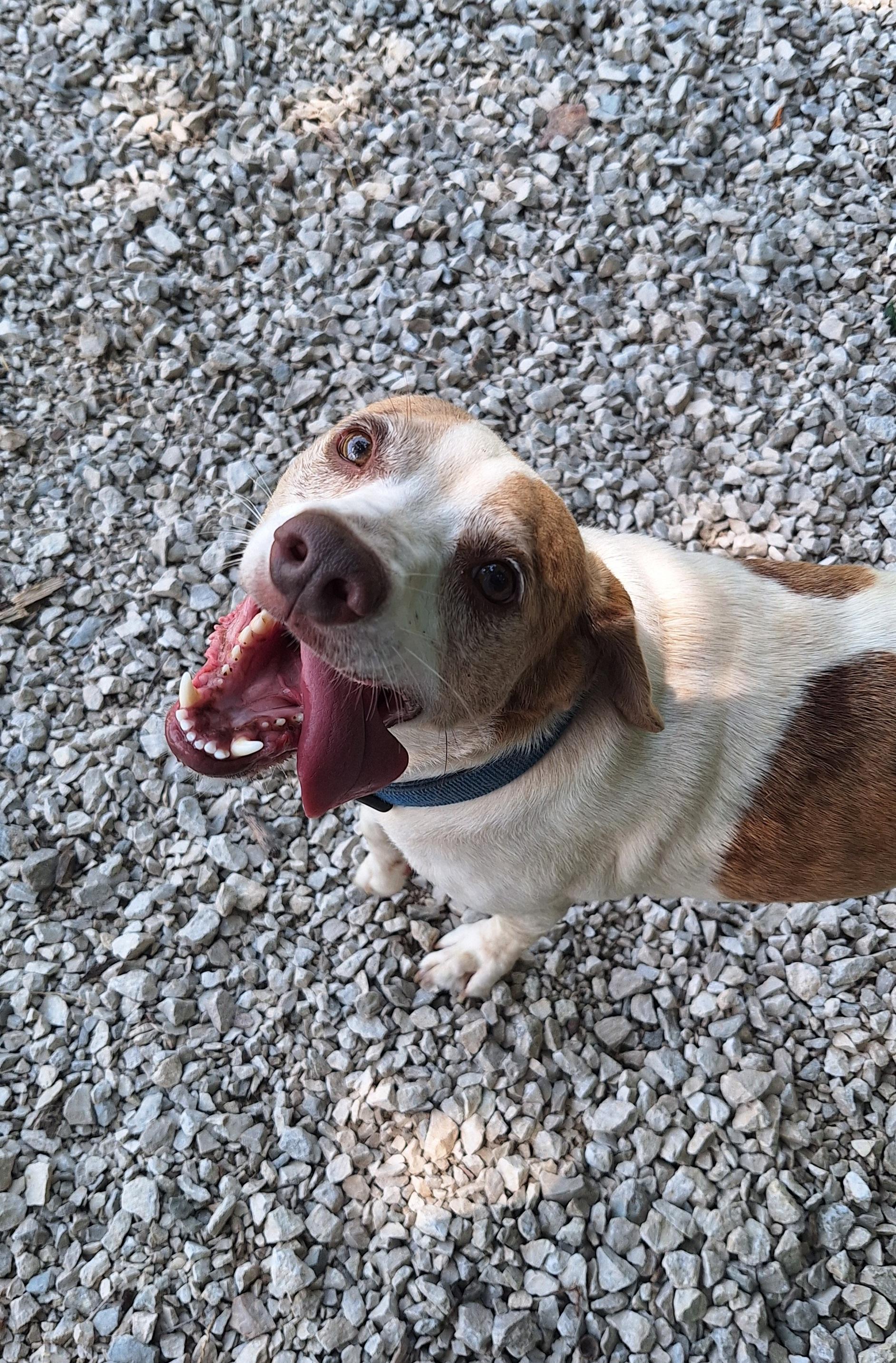 Rowdy, an adopted mixed breed in Stanton, KY image 2/6
