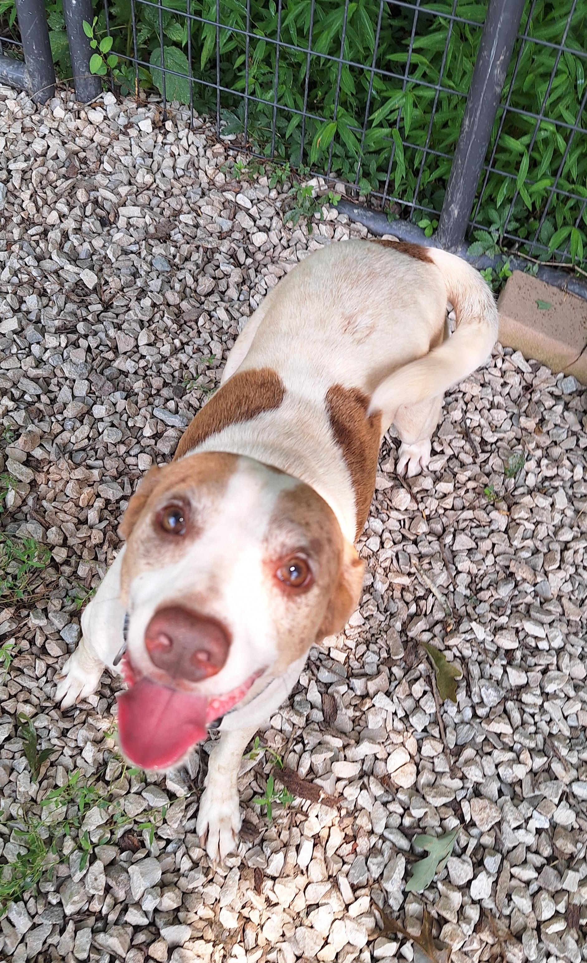 Rowdy, an adopted mixed breed in Stanton, KY image 3/6