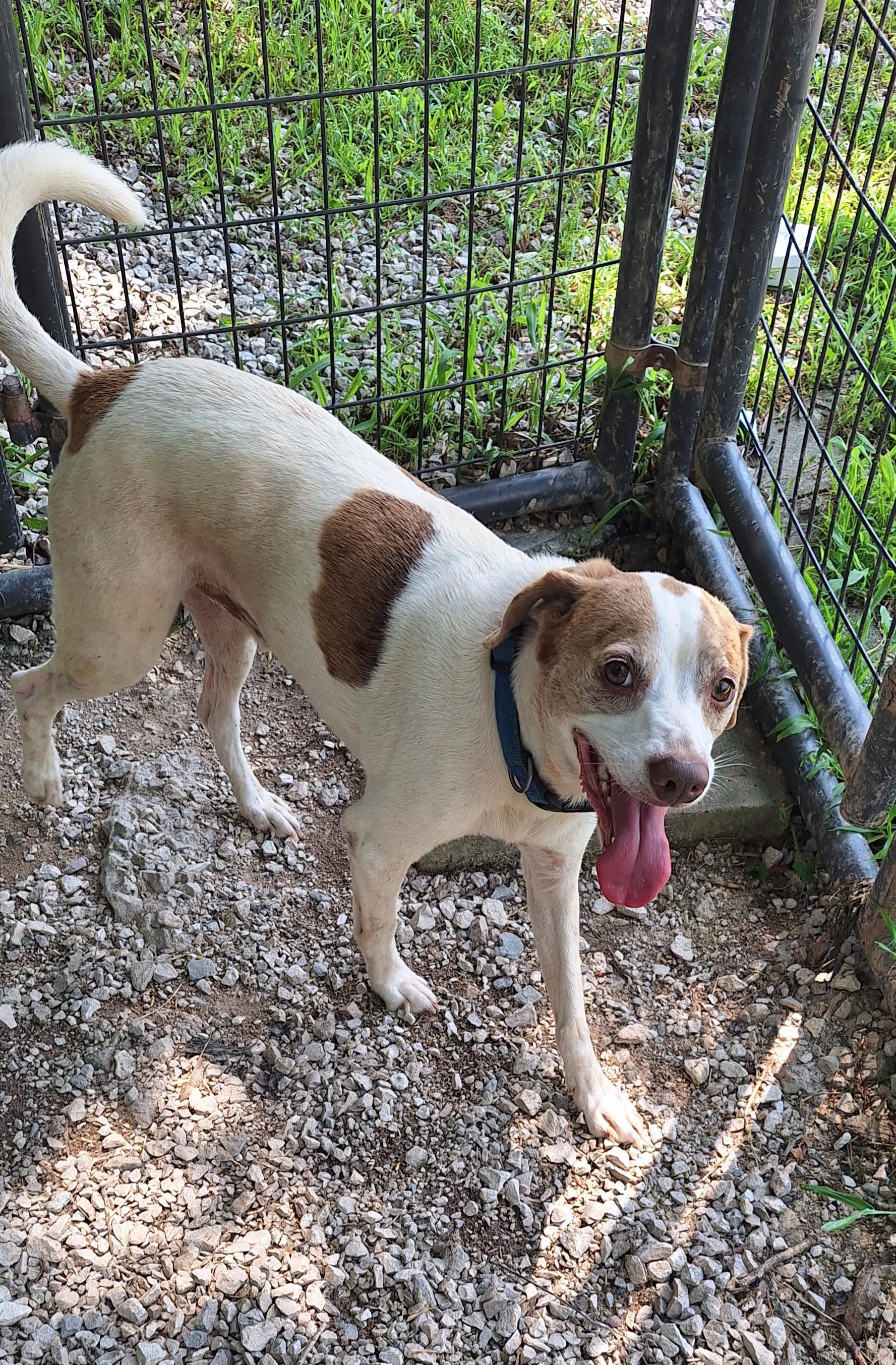 Rowdy, adopted, Adult Male Beagle.