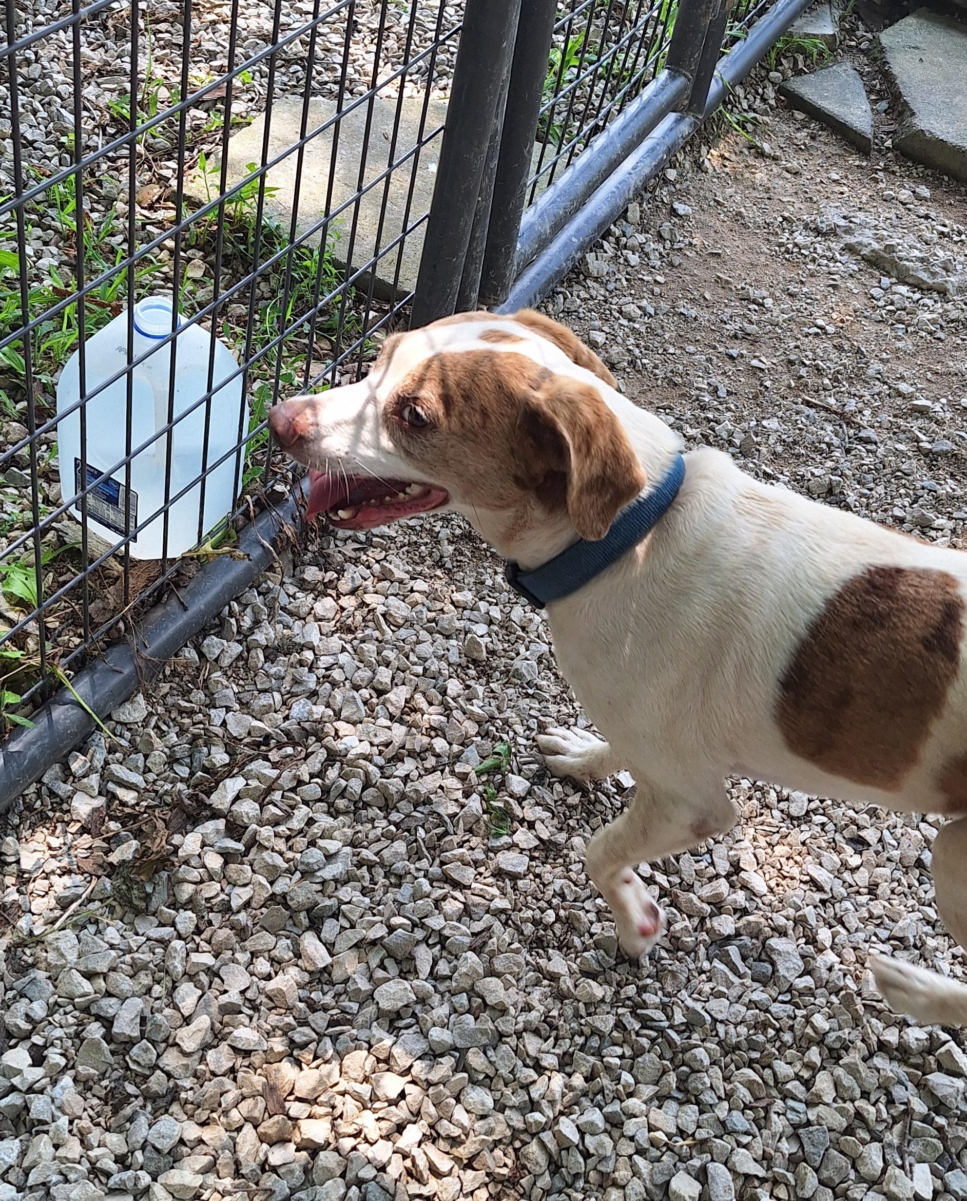 Rowdy, an adopted mixed breed in Stanton, KY image 5/6