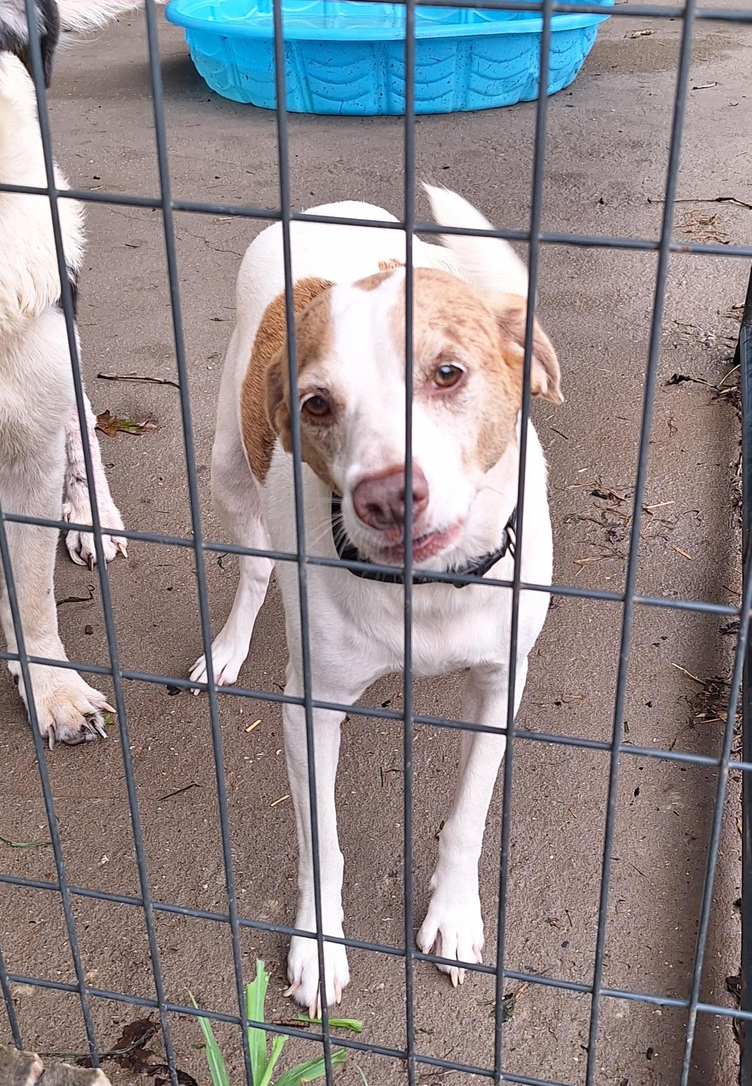 Rowdy, an adopted mixed breed in Stanton, KY image 6/6