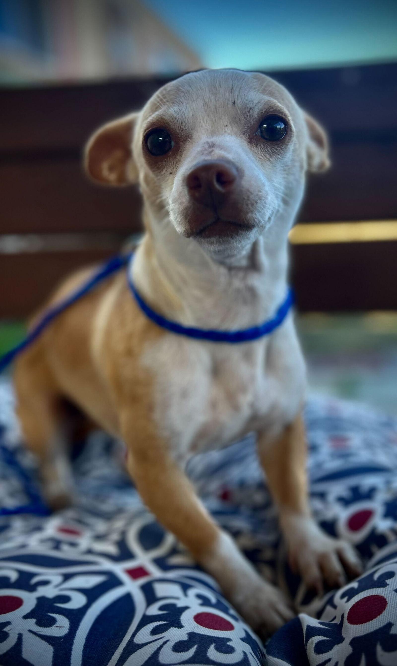 Enlarge GiGi Mar 25, a Adoptable Chihuahua in Pacolet, SC image 2/3