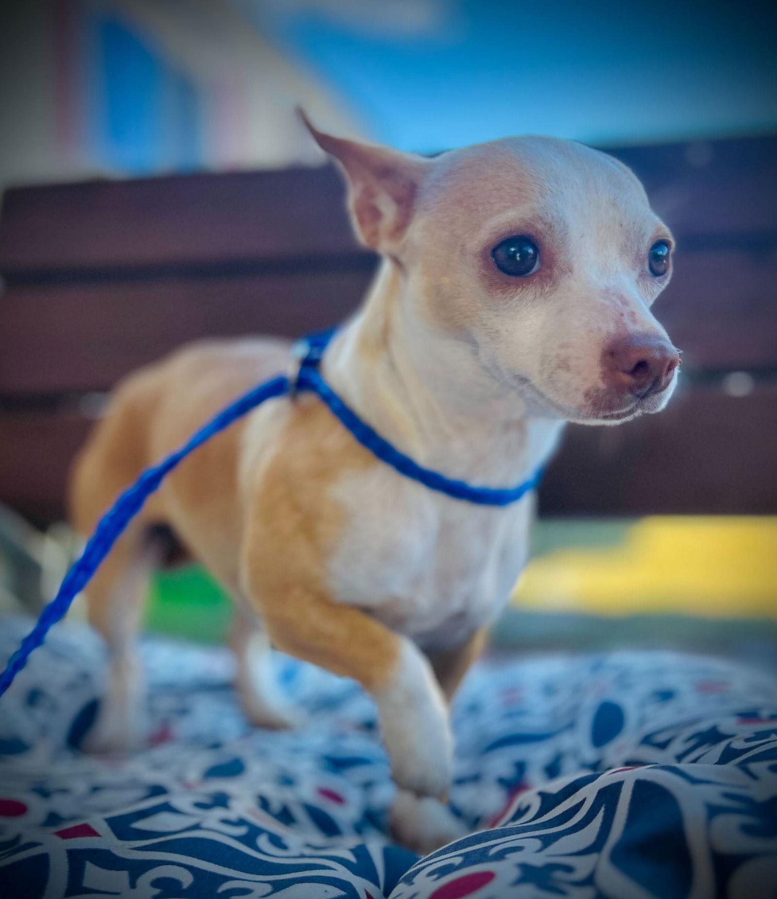 Enlarge GiGi Mar 25, a Adoptable Chihuahua in Pacolet, SC image 3/3