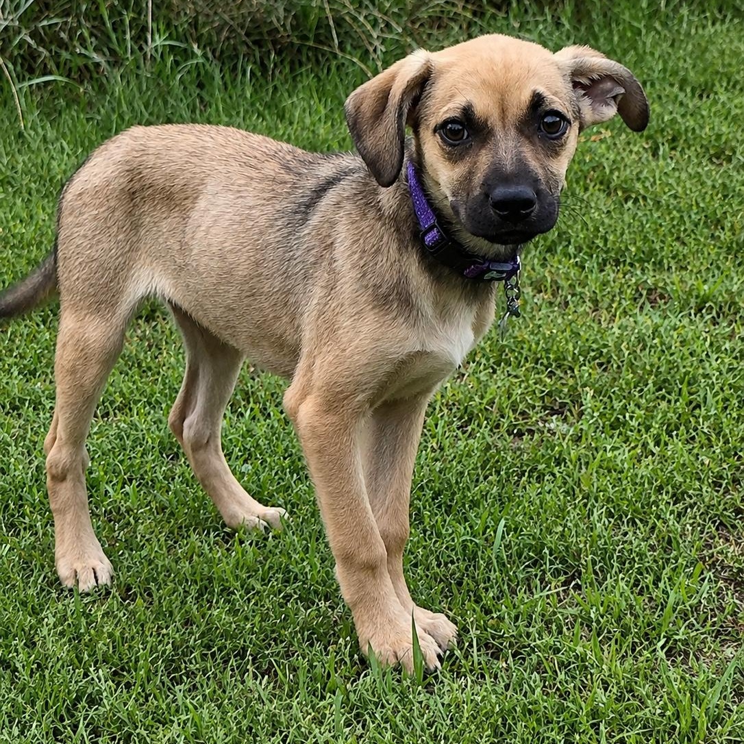 Goldenberry, a Adoptable mixed breed in South Saint Paul, MN image 2/4