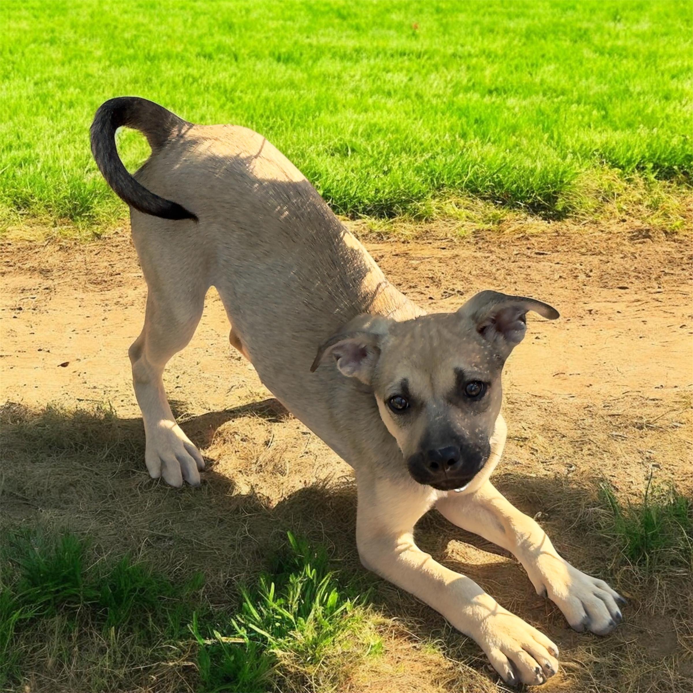 Goldenberry, a Adoptable mixed breed in South Saint Paul, MN image 3/4