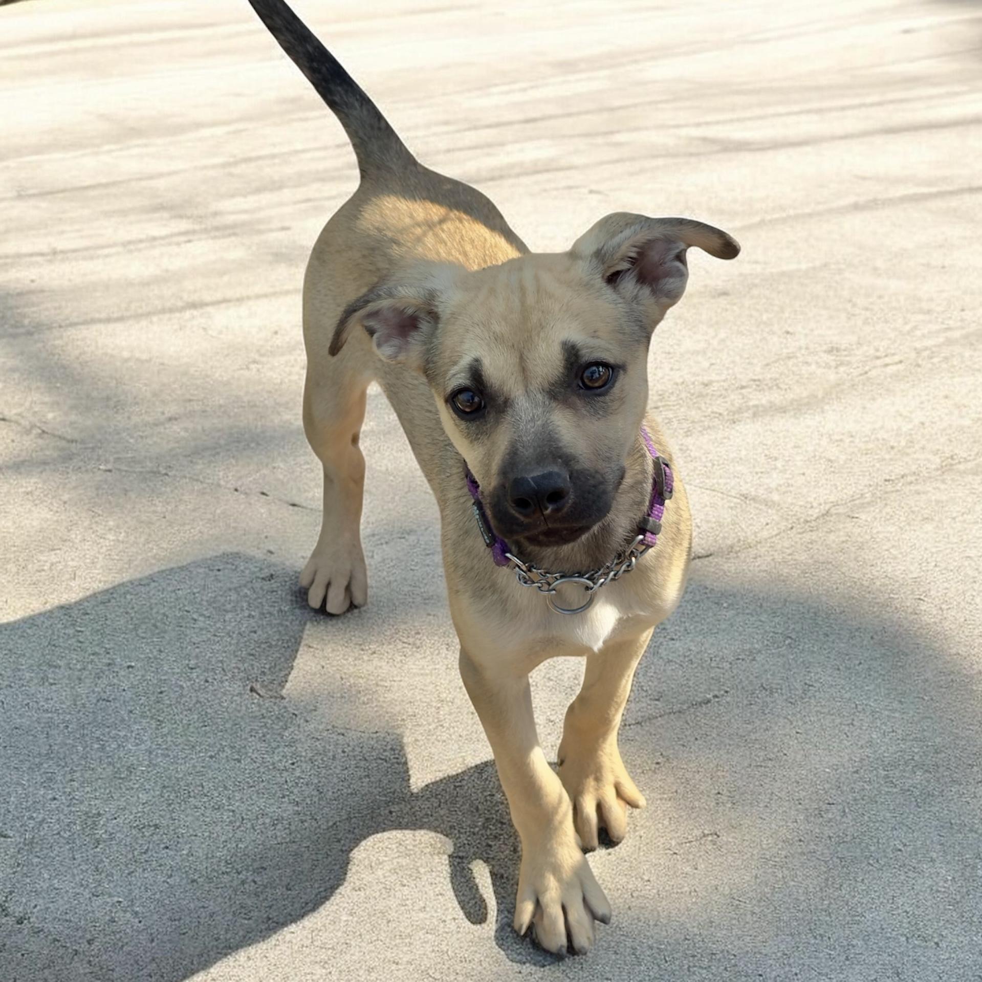 Goldenberry, a Adoptable mixed breed in South Saint Paul, MN image 4/4
