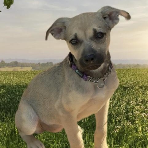Goldenberry, Adoptable, Puppy Female Pug & Chihuahua.