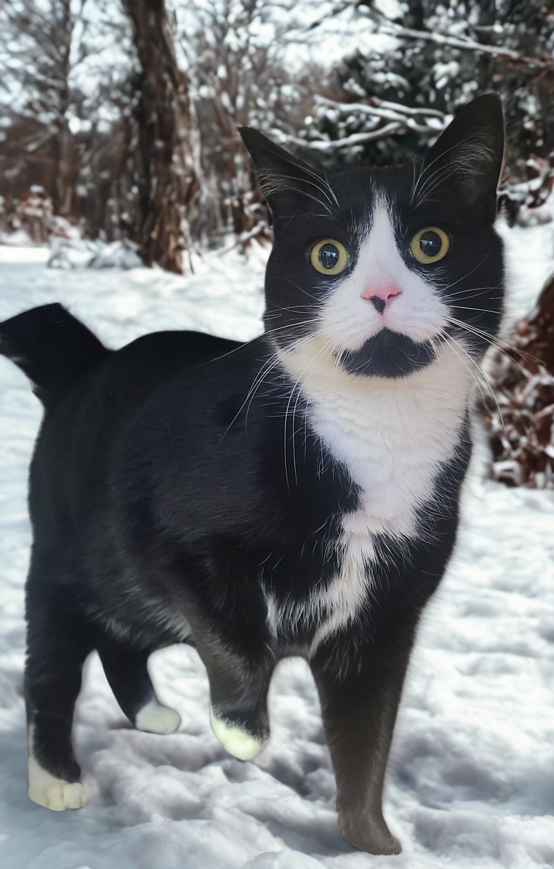 Enlarge Aspen, an adopted mixed breed in Orleans, VT image 1/1