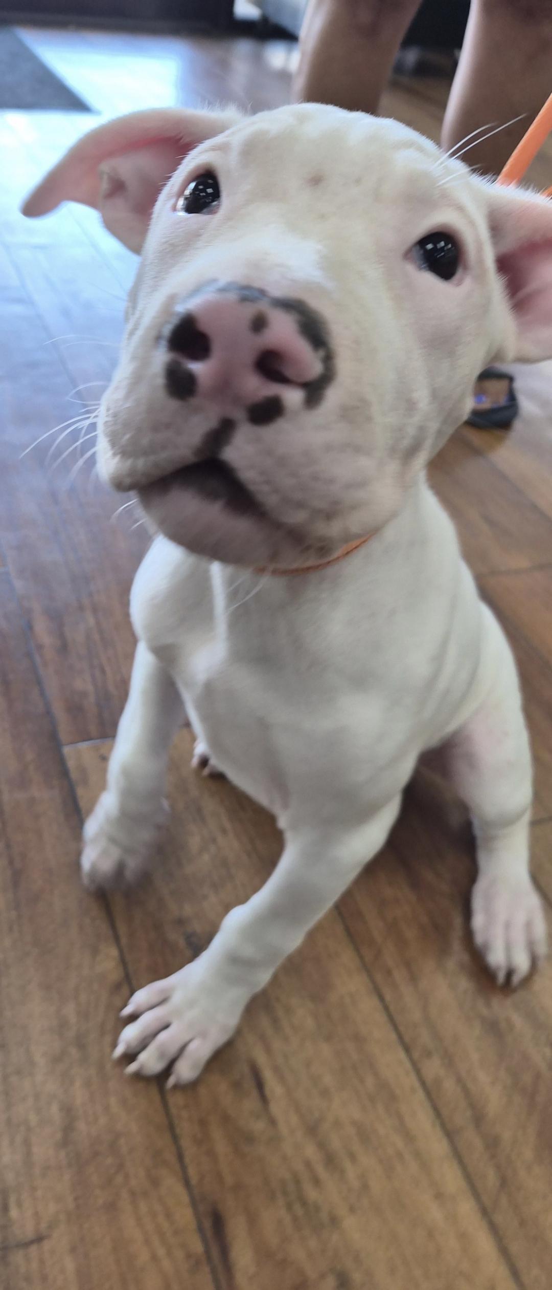 Ferry, an adoptable mixed breed in Orlando, FL image 3/6