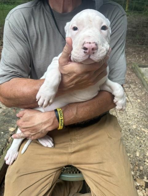 Ferry, adoptable, Puppy Female Bulldog & Terrier.