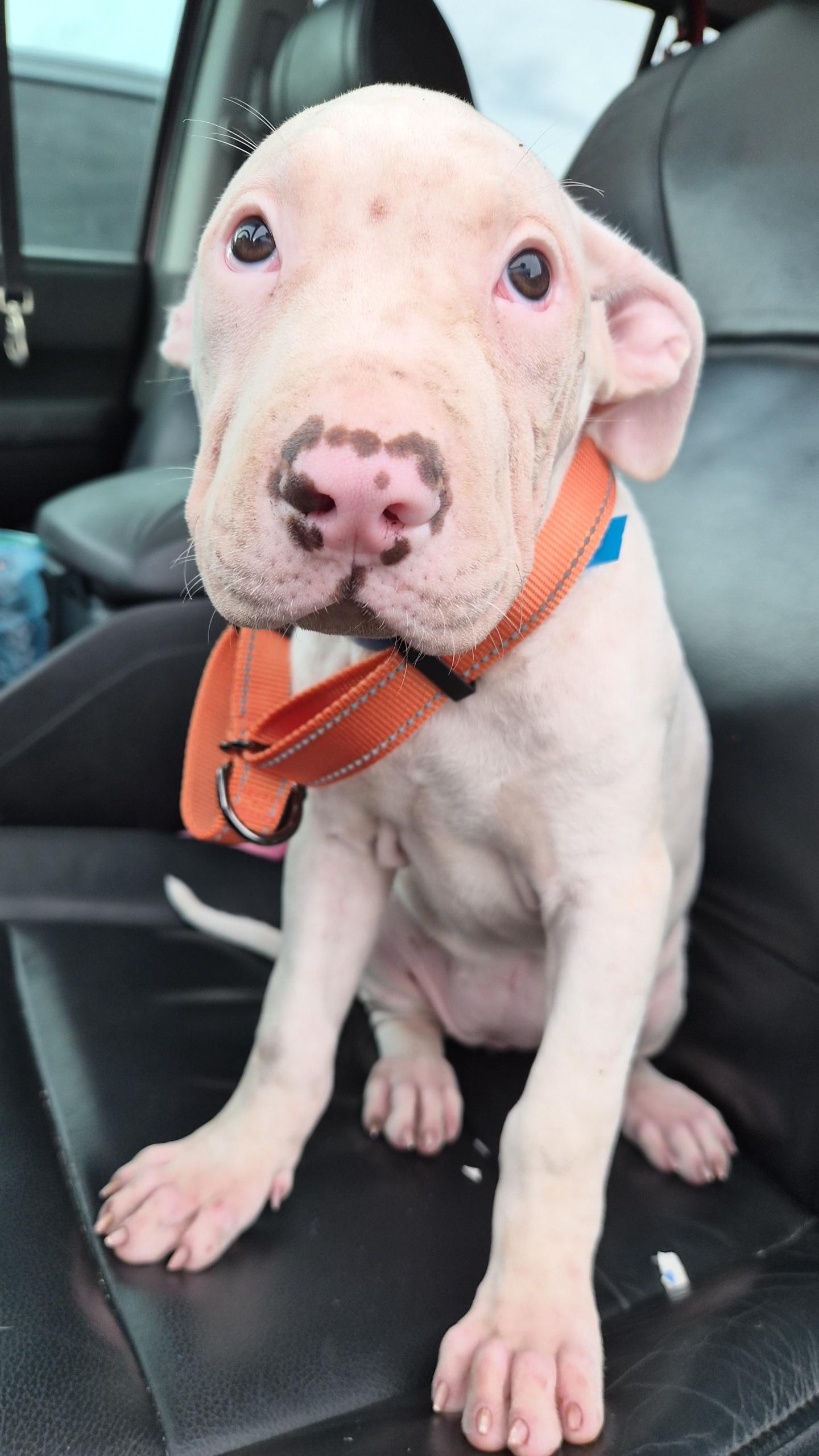 Ferry, an adoptable mixed breed in Orlando, FL image 6/6