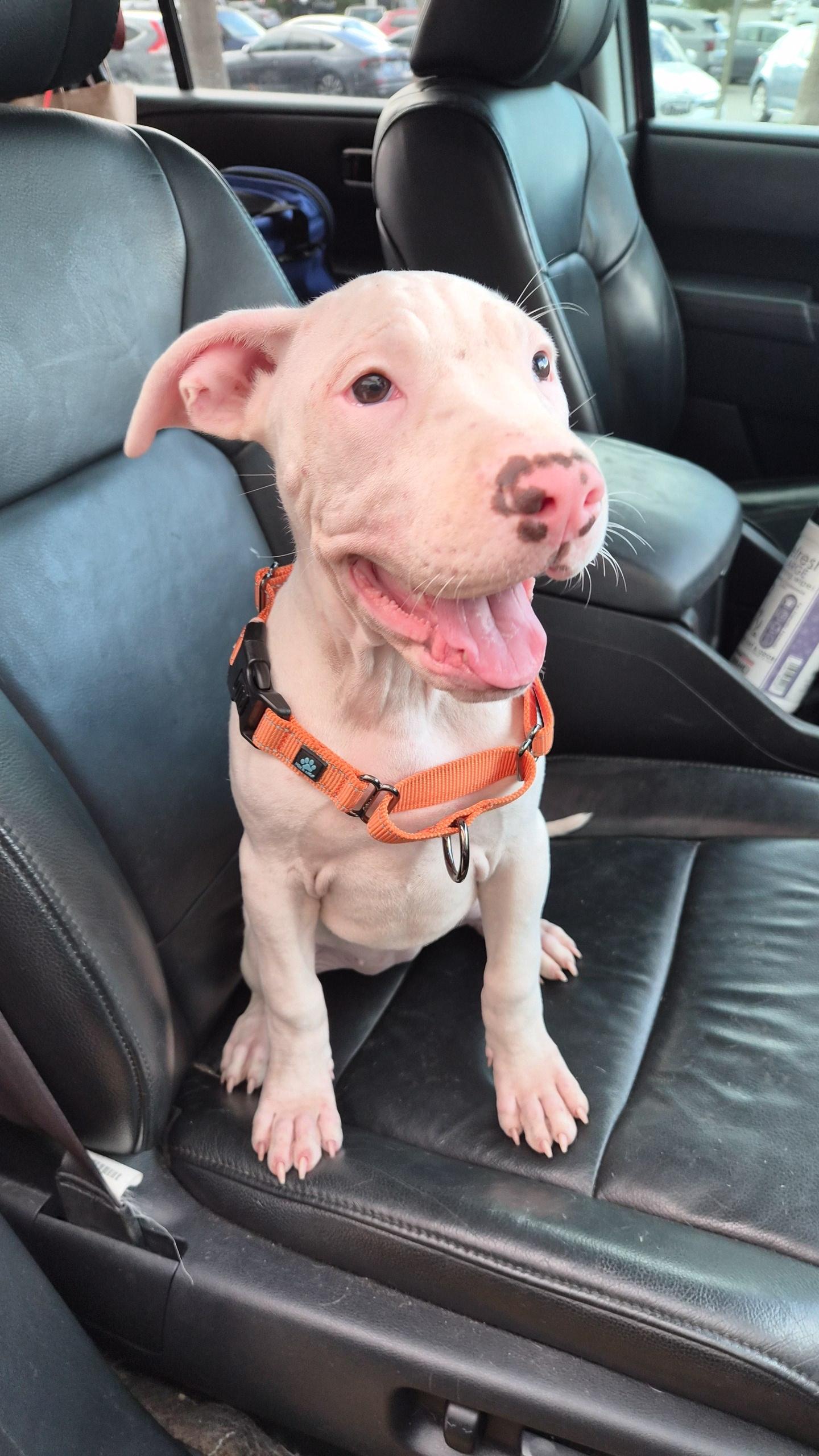 Ferry, adoptable, Puppy Female Bulldog & Terrier.