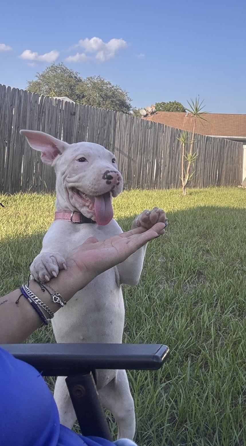 Ferry, an adoptable mixed breed in Orlando, FL image 5/6